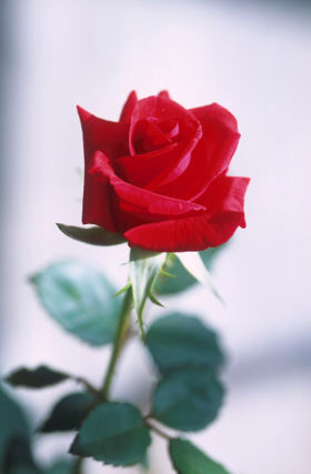 280px-Red_rose.jpg