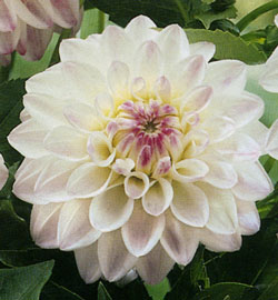 dahlia_wittem-1301376423.jpg