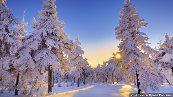 Winter_Beautiful_trees_in_winter_forest_053914_.jpg