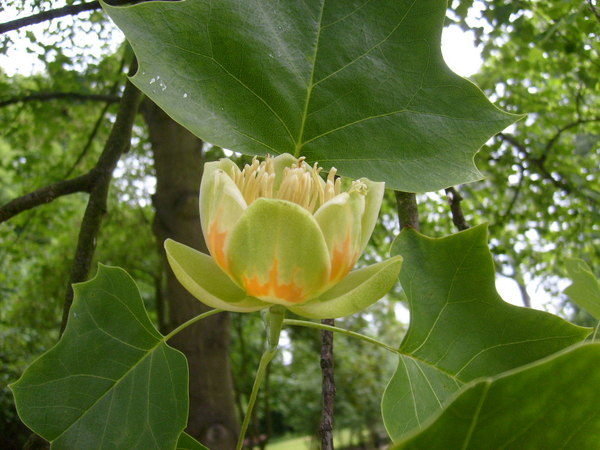 Tulpenbaum.