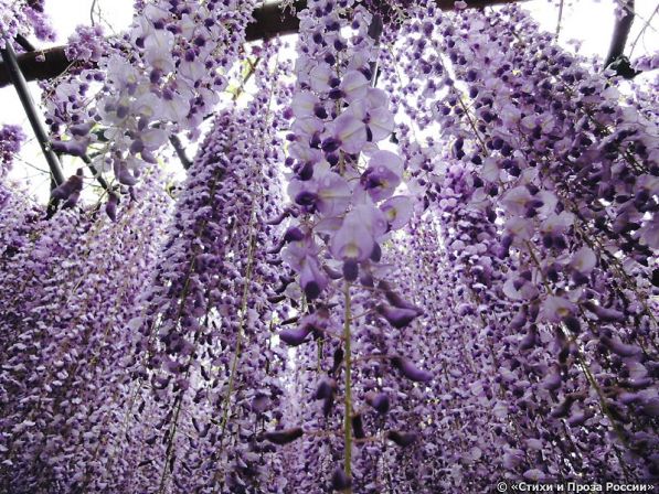 6-Kawachi Fuji Garden.jpg