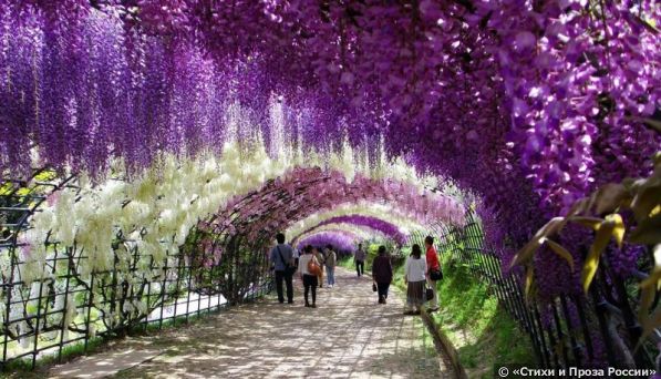 1-Kawachi Fuji Garden.jpg