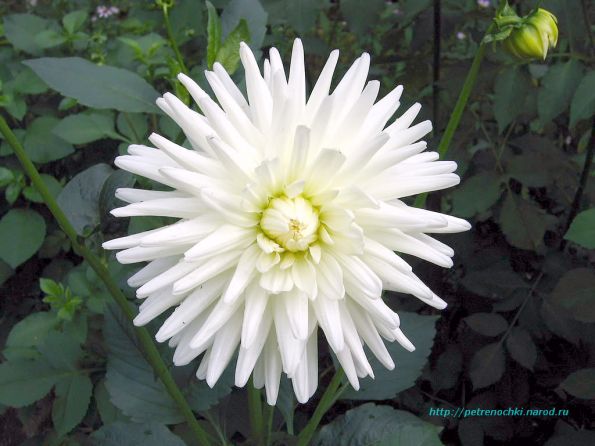 DAHLIA1.JPG