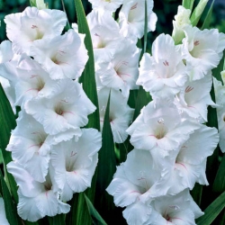 Gladiolus-White-Prosperity-