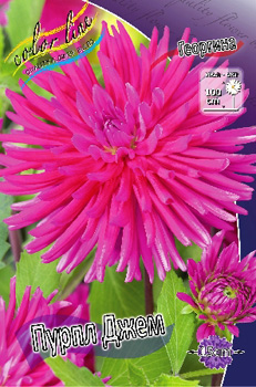 Dahlia Purple Gem.jpg