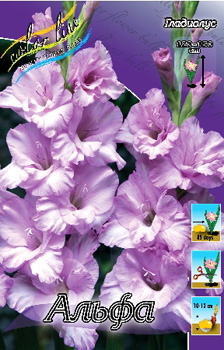 Gladiolus Alpha.