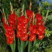 thumb_180_plant_gladiolus___traderhorn__