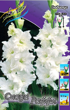 Gladiolus Snowy Ruffle.