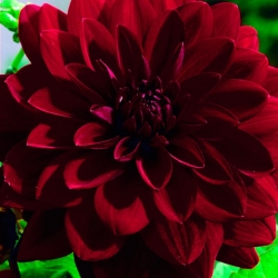 Dahlia-Arabian-Night-250x250.jpg