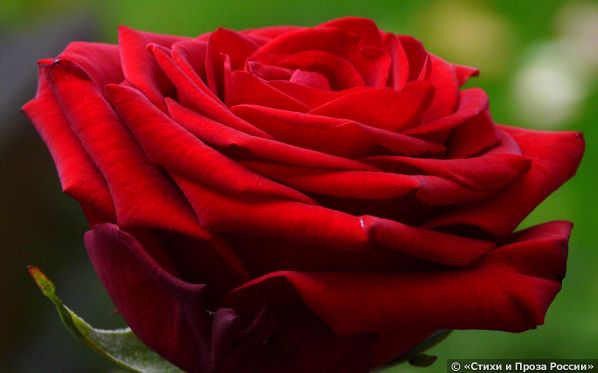 red-rose.jpg