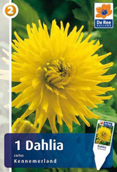 Dahlia-Kennemerland.jpg