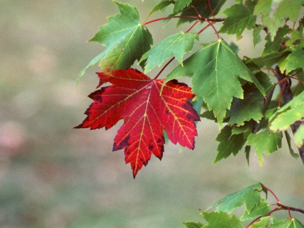 red-maple-tree.jpg