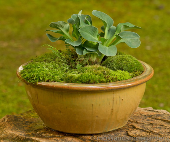 Brown-Moss-Dish-Garden.jpg