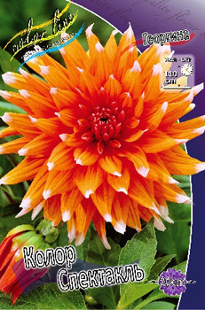 Dahlia Color Spectacle.jpg