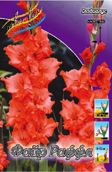 Gladiolus Fire Ruffle