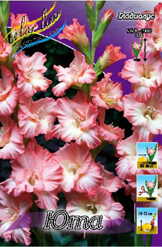 Gladiolus Utah.jpg