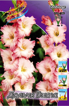 Gladiolus Dolce Vita