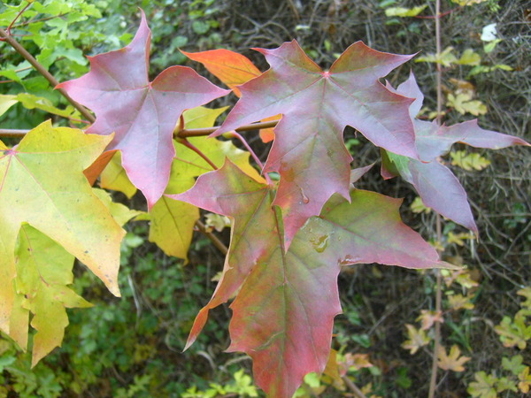 Herbst