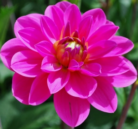 Dahlia_Onesta-1301394253.jpg