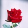 280px-Red_rose.jpg