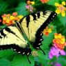 38511895_butterflies_12.jpg