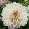 dahlia_wittem-1301376423.jpg