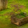 Box-Moss-Dish-Garden.jpg