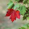 red-maple-tree.jpg