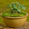 Brown-Moss-Dish-Garden.jpg