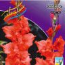 Gladiolus Fire Ruffle