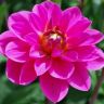 Dahlia_Onesta-1301394253.jpg