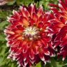 akita-dahlia-flowers_medium-250x250.jpg